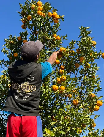 man picking fruit
