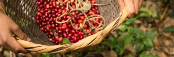 Basket of cherry tomatoes fairtrade