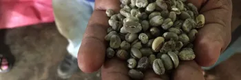 hand holding coffee beans