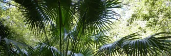 Palm fronds