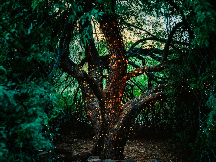 Meritt Thomas Unsplash