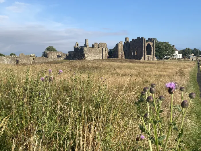 An abandoned stone abbey off the coast of Northern England in a field of thistles