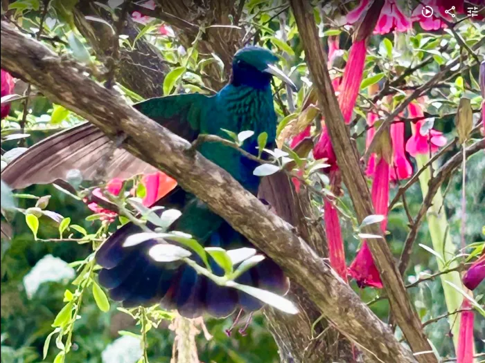 hummingbird hovering in a garden near Urubamba, Peru
