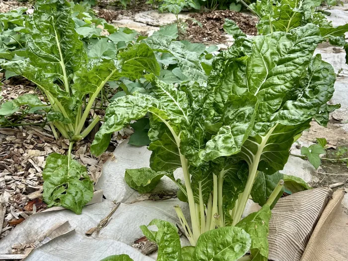 Swiss chard growing in a garden
