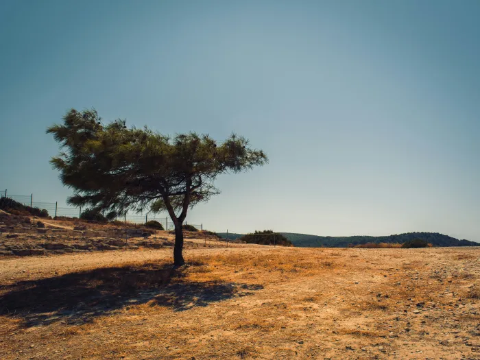 a tree stands on dry ground
