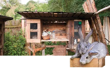 rabbit hutch with rabbits