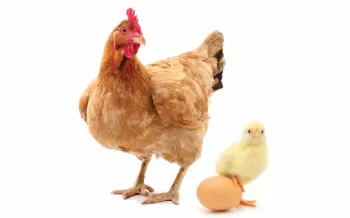 chicken and chick