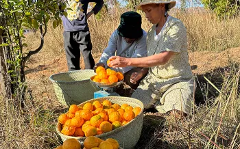 woman harvesting fruit