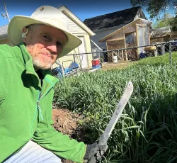 Author with machete cutting down winter cover crop in backyard