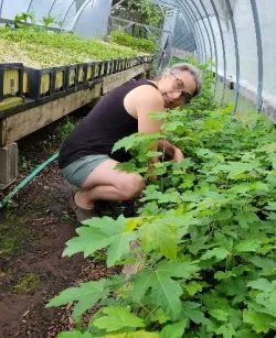 Lise tending oak seedlings in hoop house