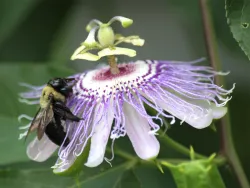 Bee on a purple flower