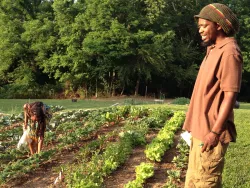 A person looking at rows of crops, and one person bending over between rows of green plants